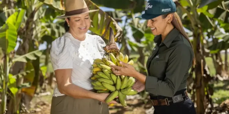 Sebrae participa do 2º Dia de Campo Nelore Cedro em Paraíso do Tocantins